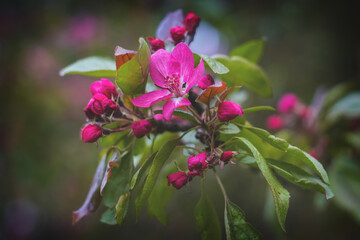 Large red Apple blossoms close up on a green blurred background. A branch of a garden flowering tree growing in a city Park during the spring days season.Fragrant petals of a fruit plant.