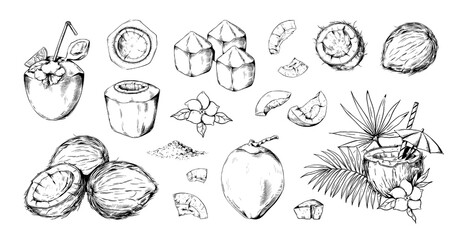 Hand drawn line coconut sketch. Coco water, vintage style art flower collection, tropical tree milk cocktail, beach palm leaves. Exotic nuts. Vector illustration isolated on white background