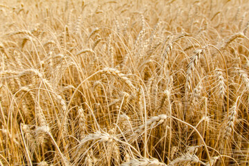 Wheat ear close-up on a yellow blurry background. The harvest is ripe in the fields. The world's leading grain crop. An ingredient for making bread, vodka, beer, pasta, flour. Food of Europe.