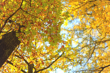 Yellow-orange leaves hang on an oak tree with a close-up view of the sky. Autumn is a bright season of holidays and natural beauty. The sun's rays break through the fading trees. October days.