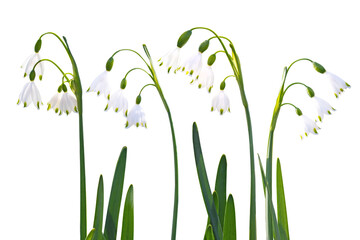 Snowdrop or galanthus spring flowers set isolated transparent png