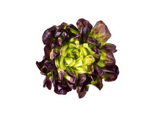 Purple green lettuce salad rosette top view isolated transparent png. Red leafy veggie....