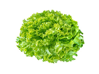 Batavia lettuce salad rosette isolated transparent png. Green leafy veggie.  - obrazy, fototapety, plakaty