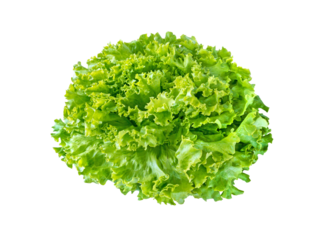 Batavia lettuce salad rosette isolated transparent png. Green leafy veggie. 