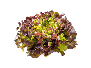 Purple oak leaf lettuce salad rosette isolated transparent png. Red leafy veggie. Anthocyanins food...