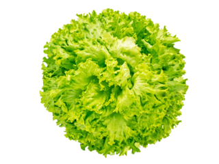 Batavia lettuce salad head isolated transparent png flatlay top view. Green leafy vegetable. French crisp variety.