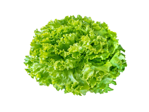 Batavia lettuce salad rosette isolated transparent png. Green leafy veggie. 