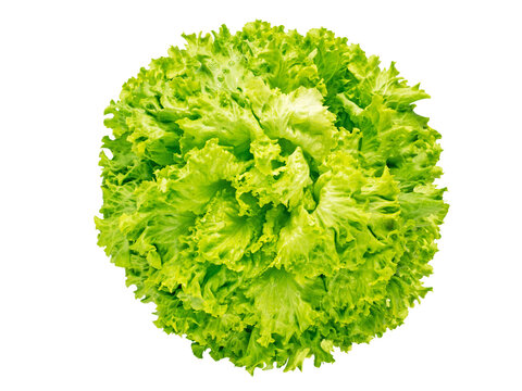 Batavia lettuce salad head isolated transparent png flatlay top view. Green leafy vegetable. French crisp variety.