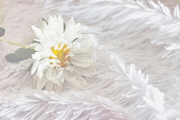white aster on a fluffy bedspread, the concept of the transitional season autumn winter