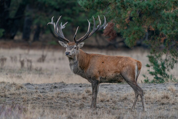  Red deer (Cervus elaphus) stag  in rutting season on the field of National Park Hoge Veluwe in the Netherlands. Forest in the background.             