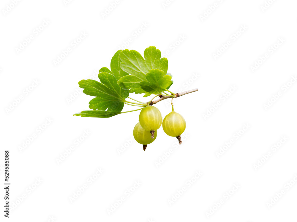 Wall mural gooseberry ripe yellow berries and green leaves isolated transparent png.