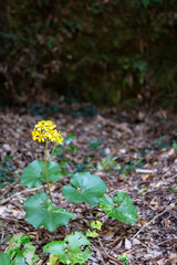 ツワブキの花ツワブキの花
