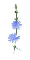 Fototapeta na wymiar Chicory flowers isolated transparent png. Coffee substitute plant.