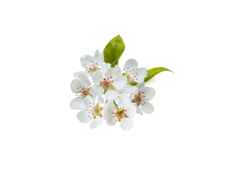 Apple tree flowers with leaves isolated transparent png.