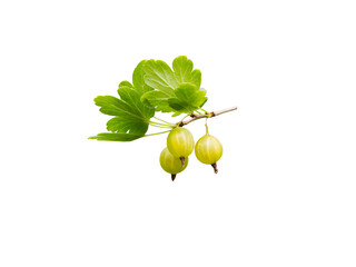 Gooseberry ripe yellow berries and green leaves isolated transparent png.