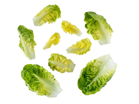 Mini cos lettuce salad leaves isolated transparent png. Green leafy veggie.