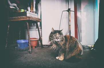 路地裏の猫