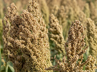 Sorghum close-up on the field, natural background. The sorghum crop is ripening in the field. Macro...