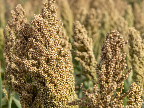 Sorghum close-up on the field, natural background. The sorghum crop is ripening in the field. Macro photo of sorghum seeds on a plant  and also known as great millet, durra, jowari, jowar or milo