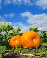 Three large orange pumpkins close-up lying on the ground. Green leaves and blue sky.