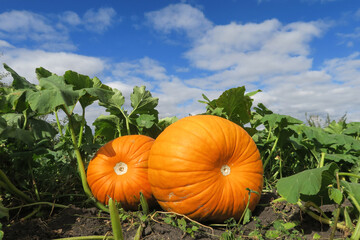 Three large orange pumpkins close-up lying on the ground. Green leaves and blue sky.