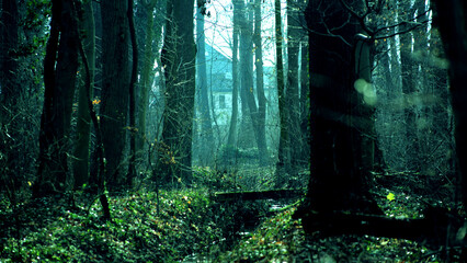 Waldlichtung mit Haus im Hintergrund