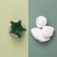 Derative plant with pebbles on green two tone background. Top view