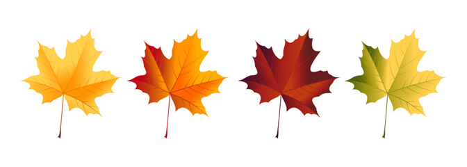 Maple leaf in red, yellow, and green colors isolated on white background. Vector design illustration.