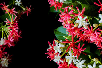Quisqualis indica also known as the Chinese honeysuckle, Rangoon Creeper, and Combretum indicum on black background.