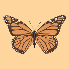butterfly illustration