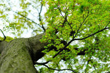 Obraz premium カエデ