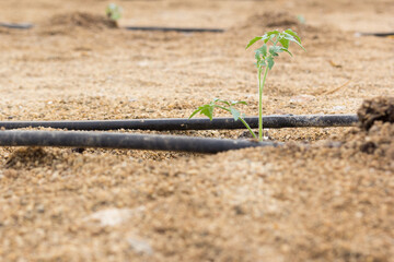 riego por goteo en una plantación de tomate