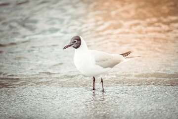 Seagull on the beach sea at bright sunny day