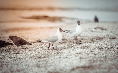 Seagulls on the beach sea at bright sunny day