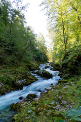 Obraz premium stream in the forest at Vintgar canyon, Slovenia