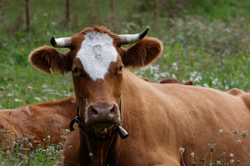 cow in the field, Vintgar canyon