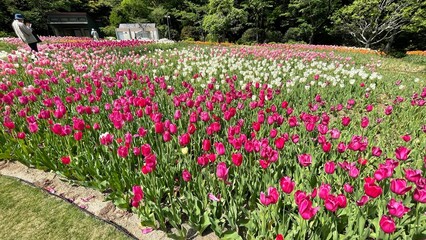 フラワーパークのたくさん咲き誇るチューリップ