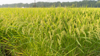 収穫前の夏の田んぼの景色