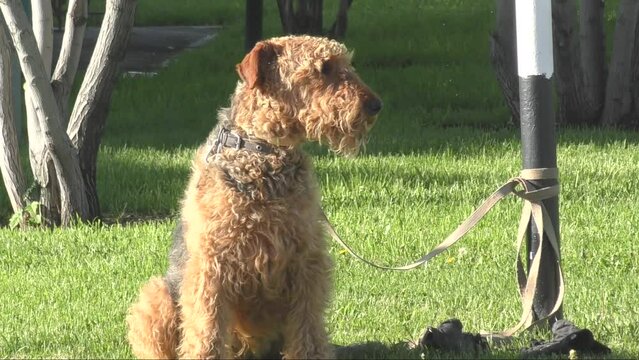 Airedale Terrier breed dog of yellow-brown color on a walk 