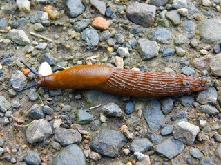 A slug looking around himself