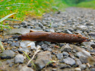 The slug hurries off the path into the grass