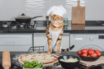 A cat dressed as a chef prepares pizza in the kitchen.