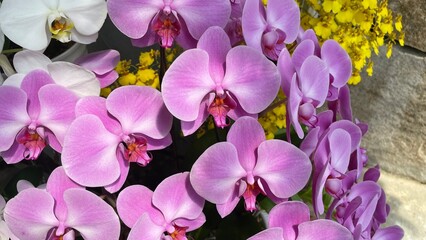 Fototapeta na wymiar フラワーパークにて綺麗な洋ランの花