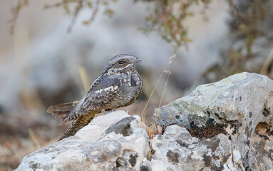 European Nightjar (Caprimulgus europaeus) is a night hunter. It feeds on insects and catches their prey in flight.