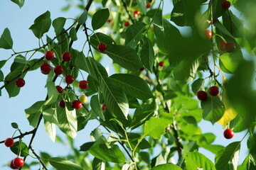 Red cherry tree in the garden is close-up ripening on a sunny summer day against a blue sky.