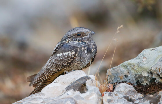 European Nightjar (Caprimulgus europaeus) is a night hunter. It feeds on insects and catches their prey in flight.
