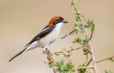 Woodchat Shrike (Lanius senator) is a carnivorous bird that feeds on small birds, lizards and field mice. It is also a songbird.