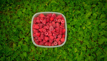 A plastic container with red raspberries.Picking berries in the garden.Summer vitamins.
