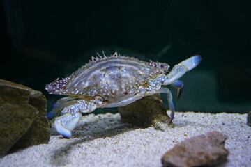 水中のガザミ