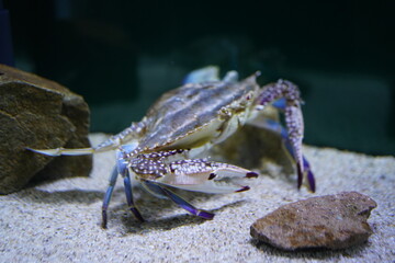 水中でこちらを向くワタリガニ